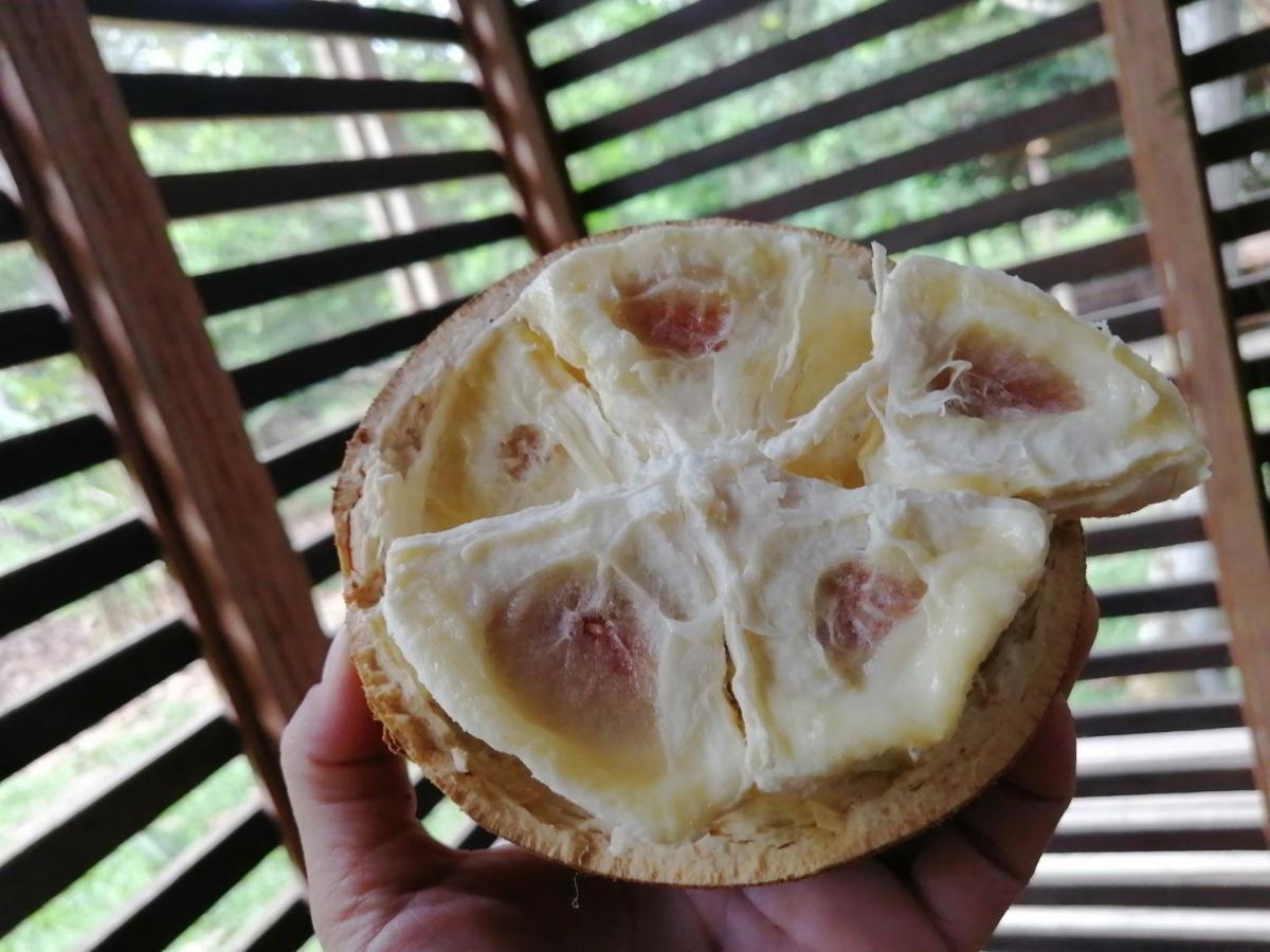 Palmayacu - Refugio Amazonico Leticia Eksteriør billede