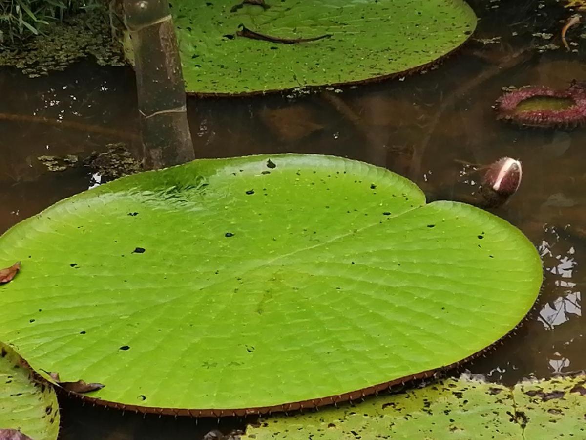 Palmayacu - Refugio Amazonico Leticia Eksteriør billede