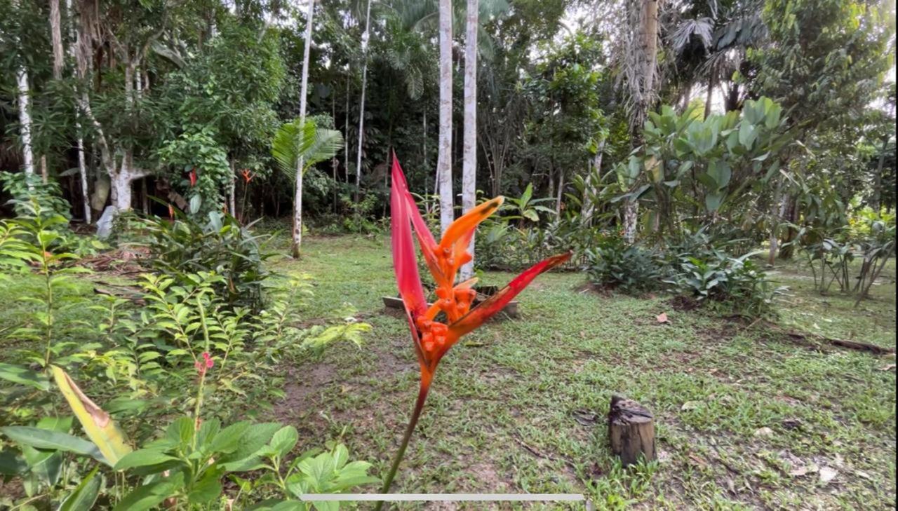 Palmayacu - Refugio Amazonico Leticia Eksteriør billede