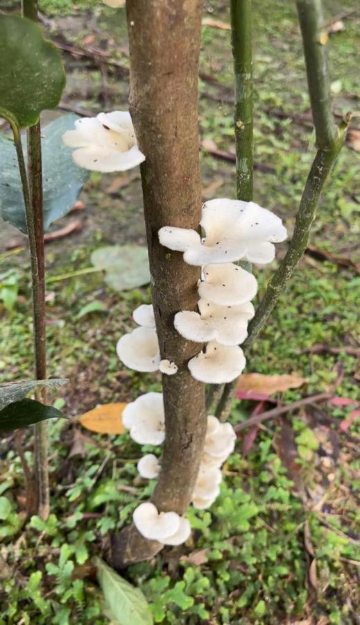 Palmayacu - Refugio Amazonico Leticia Eksteriør billede